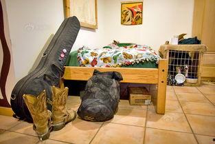 大学与狗窝在线观看,一场别开生面的在线观看之旅